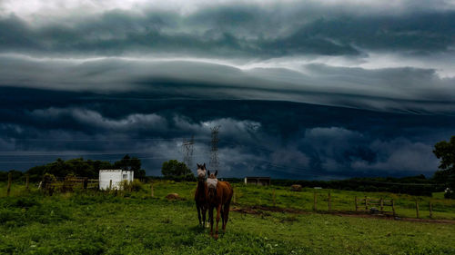 Horse standing on field against sky