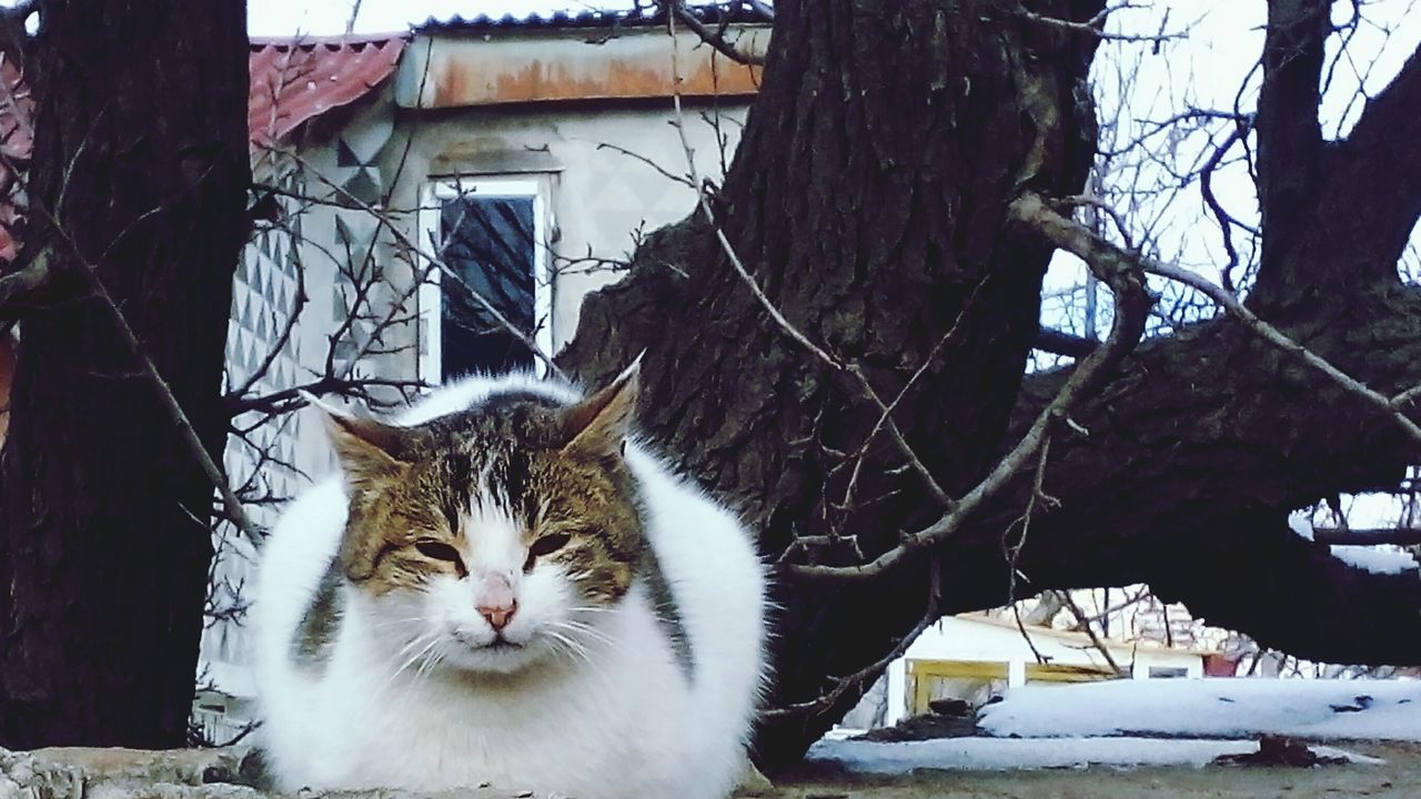 domestic cat, pets, domestic animals, mammal, building exterior, no people, tree, animal themes, built structure, architecture, one animal, winter, feline, nature, snow, portrait, outdoors, cold temperature, day