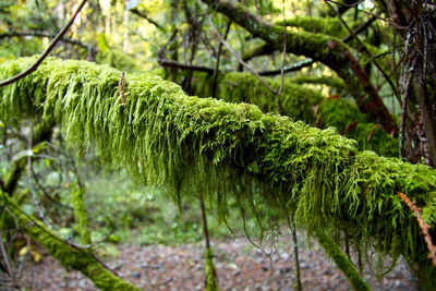 Moss growing on tree trunk