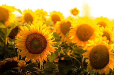 Close-up of sunflower on field