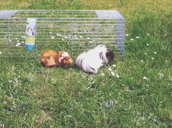 Dog relaxing on grassy field