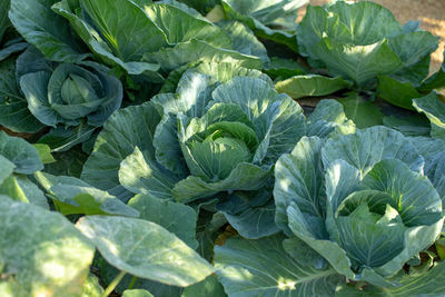 High angle view of fresh green plants in field