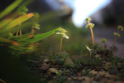 Close-up of flower buds growing outdoors