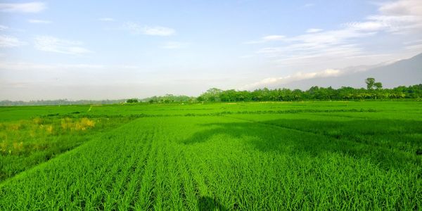 Scenic view of agricultural field against sky