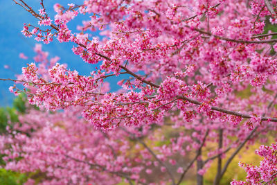 Low angle view of cherry blossom