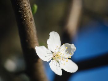 Close-up of white cherry blossom