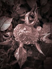 Close-up of water drops on flower