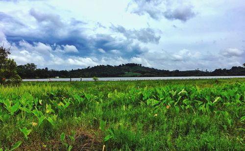 Scenic view of field against sky