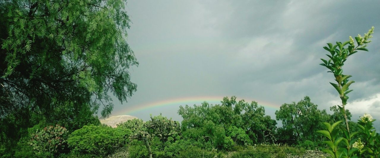 tree, rainbow, growth, beauty in nature, scenics, multi colored, sky, low angle view, green color, nature, cloud - sky, tranquil scene, tranquility, day, green, non-urban scene, outdoors, remote, high section, cloudy, natural phenomenon, no people, tourism, majestic, lush foliage, treetop, curve, atmospheric mood