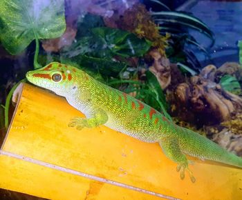 High angle view of lizard