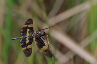 Close-up of butterfly pollinating flower