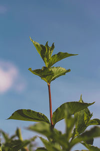 Close-up of plant against sky