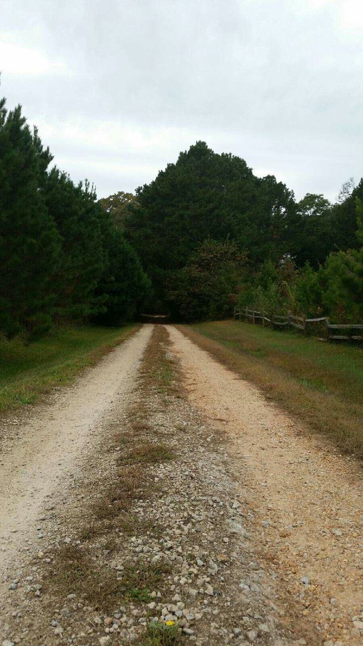 tree, the way forward, tranquility, tranquil scene, diminishing perspective, sky, vanishing point, nature, scenics, growth, landscape, dirt road, beauty in nature, green color, grass, road, non-urban scene, forest, day, outdoors