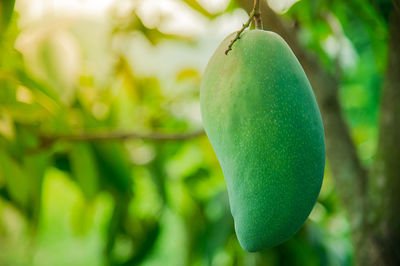 Green mangoes in the backyard., close-up of fruit on tree