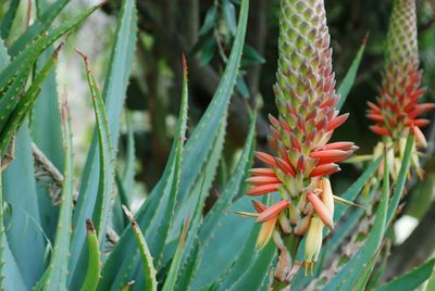 Close-up of red cactus