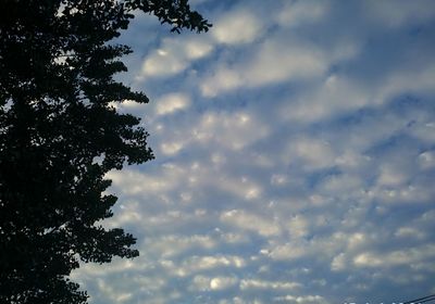 Low angle view of tree against sky