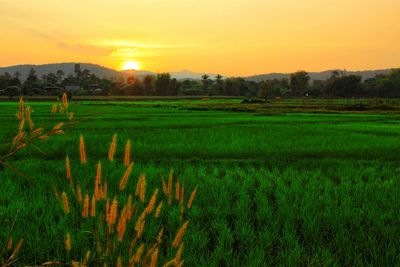 Scenic view of agricultural field against sky during sunset