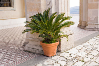 Potted plant on footpath against building