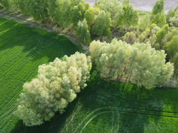 High angle view of trees growing in farm