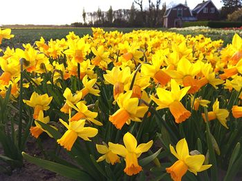 Close-up of yellow crocus flowers blooming on field