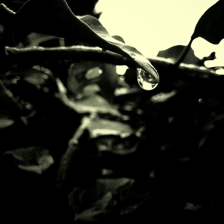 drop, water, close-up, focus on foreground, wet, nature, beauty in nature, fragility, growth, plant, freshness, dew, selective focus, purity, raindrop, leaf, outdoors, no people, tranquility, day