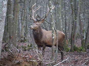 Deer in forest