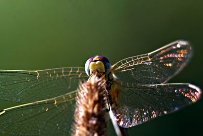 Close-up of dragonfly on leaf