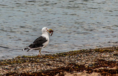 Seagull catching a crab 