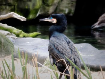 Bird perching on a lake