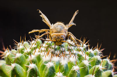 Close-up of insect on flower