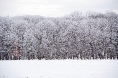 Trees on snow covered field