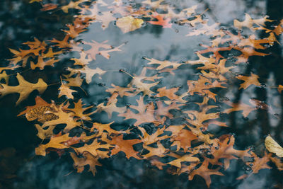 Close-up of maple leaves floating on water