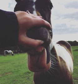 Close-up of a horse on field