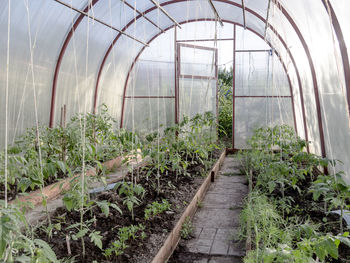 Plants growing in greenhouse