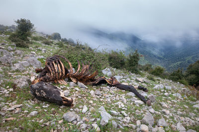 Horse carcass bitten by wolves