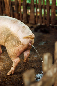 View of dog drinking water