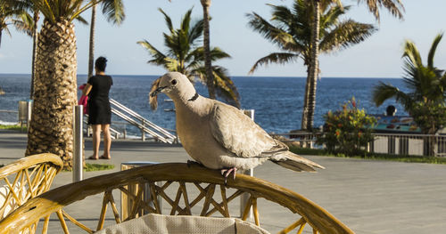 Bird perching on chair at beach