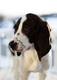 Close-up of dog looking away