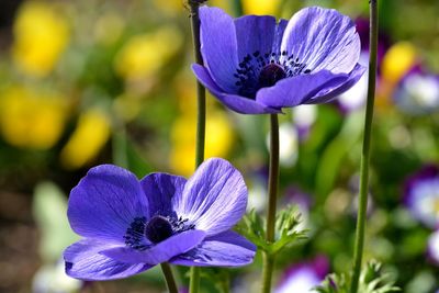 Close-up of purple flowering plant