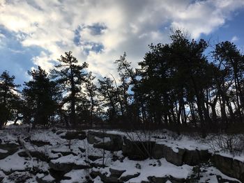 Trees on snow covered landscape against sky