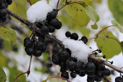 Close-up of frozen berries on snow