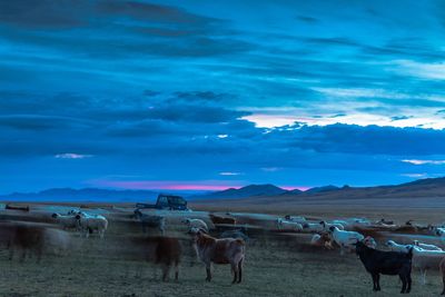 Blurred motion of sheep and goat on field against sky during sunrise