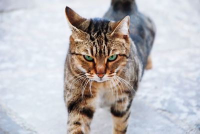 Close-up portrait of tabby cat