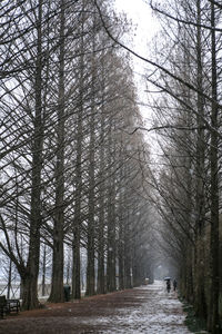 Empty road along trees