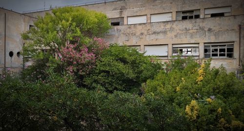 Plants growing in yard of building