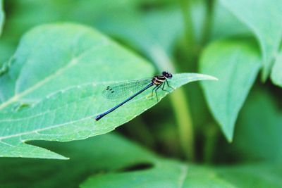 Close-up of insect on leaf