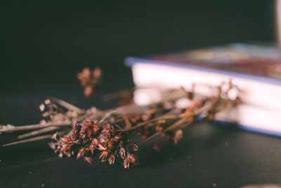 Close-up of dry flower on table