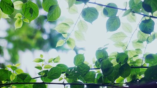 Low angle view of fruits on tree against sky