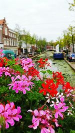 Close-up of pink flowering plants