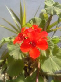 Close-up of red flowers